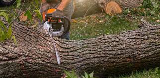 Reliable Tremont, PA Tree Services Solutions