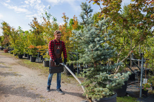 How Our Tree Care Process Works  in  Tremont, PA